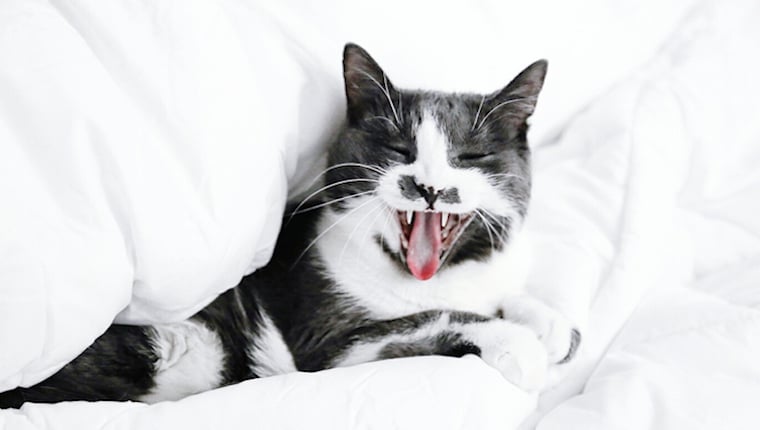 Choroby jamy ustnej kotów