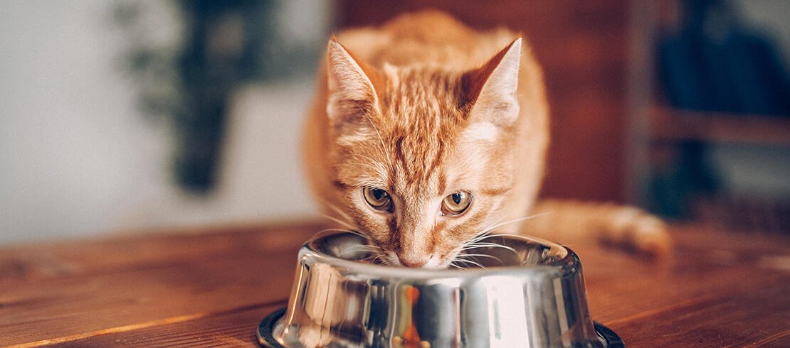 Odżywianie kotów – co powinny jeść a czego unikać w ich diecie?