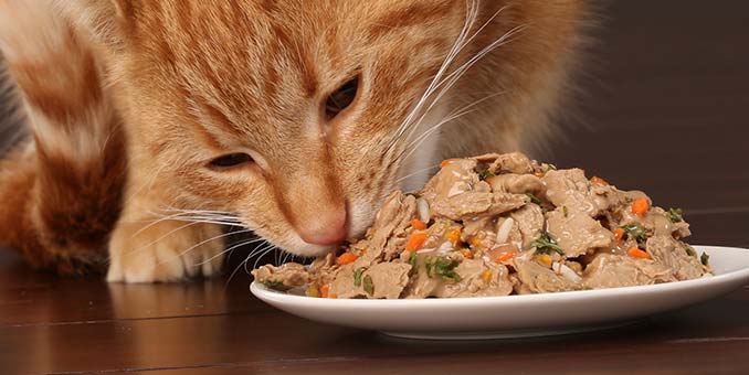 Kocia dieta co podawać kotu do jedzenia?